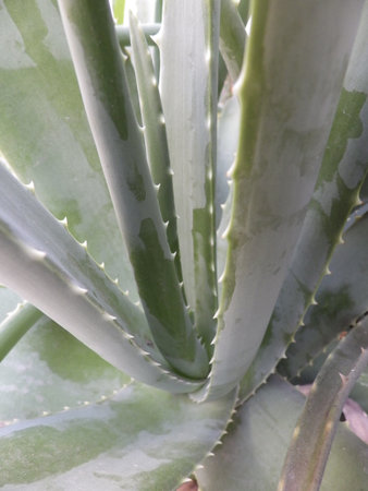 Aloe Vera Plantation in the garden, closeup of photoの写真素材