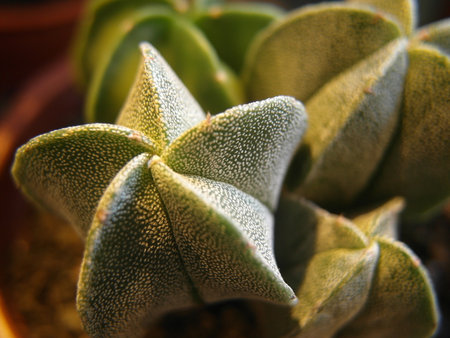 cactus plant close-up macro photography with shallow depth of field,Close up of a cactus in a pot, selective focus.の写真素材