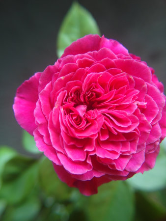 Beautiful pink rose. Soft focus.の写真素材