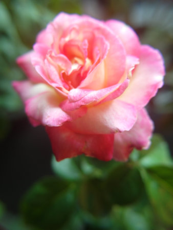 White and pink rose with water drops on the petals, close upの写真素材