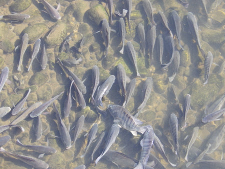 High-quality tilapia that has undergone improvement and quality enhancement and is certified.