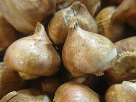 Tulips, which Europeans call the magic flower,Bulbs of tulip bulbs in a basket, close-up