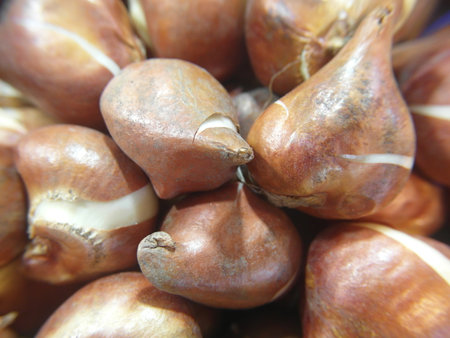 Bulbs of tulip bulbs in a basket, close-upの写真素材