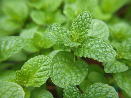 Pepper mint in the garden, close-up. Selective focus