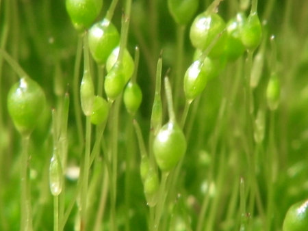 Macro closeup of green moss with water droplets on it