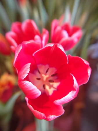 Red tulips on a background of green leaves. Spring flowers.
