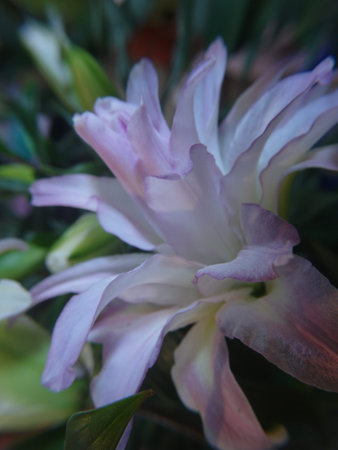 Beautiful purple lily flowers in a bouquet. Close up.