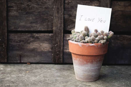 Love message on cactusの写真素材