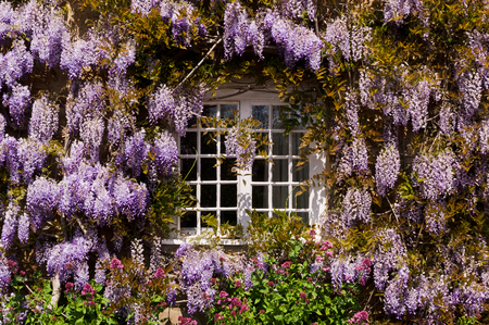 Traditional country cottage window decorated with pants and flowersの写真素材