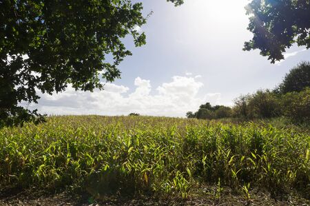 Green fields in British countryside