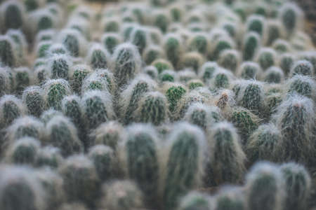 Viejitosの写真素材