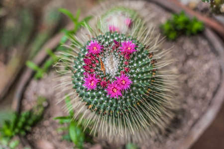 Cactus flowerの写真素材