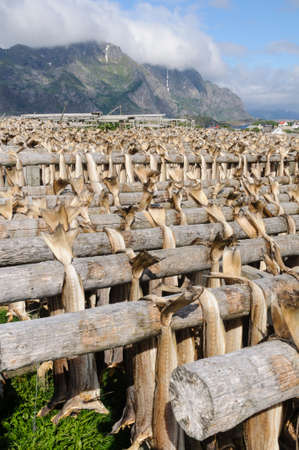 Codfishes drying on traditional wooden racks in Lofoten Islands, Norway, Europeの写真素材