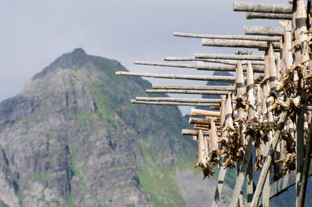 Codfishes drying on traditional wooden racks in Lofoten Islands, Norway, Europeの写真素材