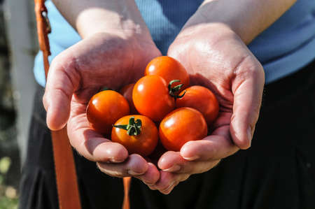Hands holding freshly harvested cherry tomatoesの写真素材
