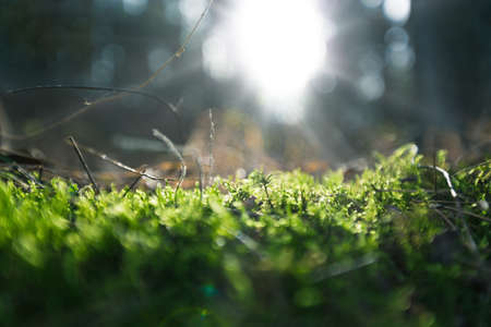 Green moss in a spring forestの写真素材