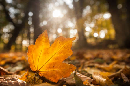 Autumn leaf in forest