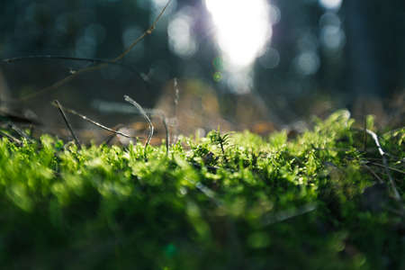 Green moss in forestの写真素材