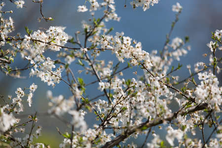 Spring white flower