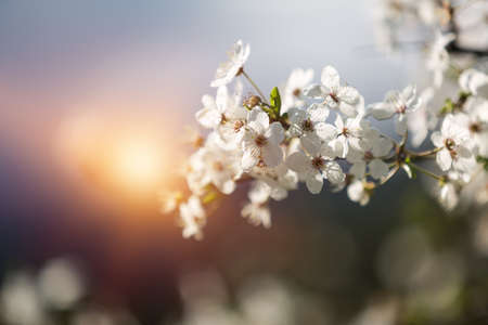 Spring white flower and sunの写真素材