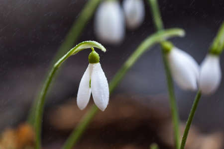 Spring flower in forestの写真素材