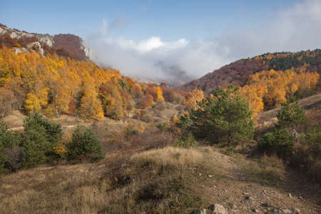 Beauty autumn forestの写真素材
