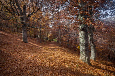 Beauty autumn forestの写真素材