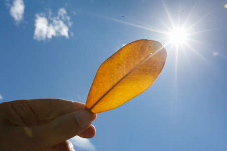 yellow leaf in handの写真素材