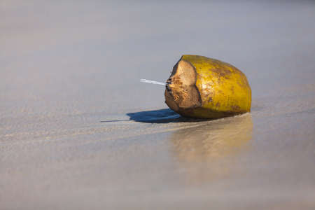 Beach nature fruit coconutの写真素材