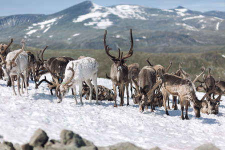 Deer animal wildlife in mountainの写真素材