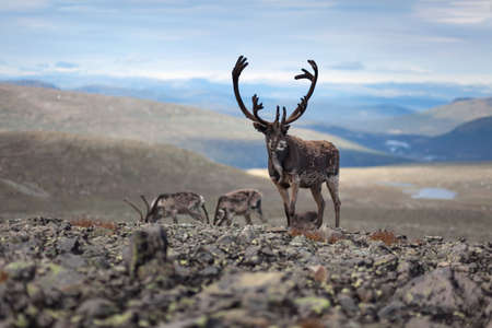 Deer animal wildlife in mountainの写真素材