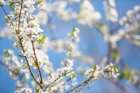 Flower spring white flowers blossomの写真素材