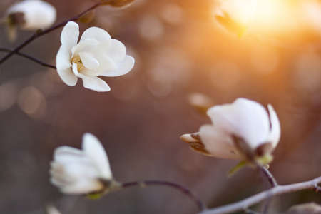 Natural spring flower, blooming beauty flowers, many flowersの写真素材