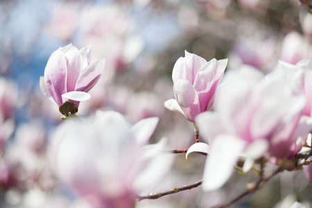 Natural spring flower, blooming beauty flowers, many flowersの写真素材