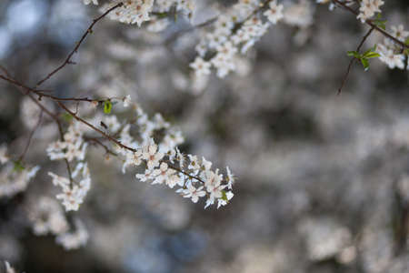 Natural spring flower, blooming beauty flowers, many flowersの写真素材