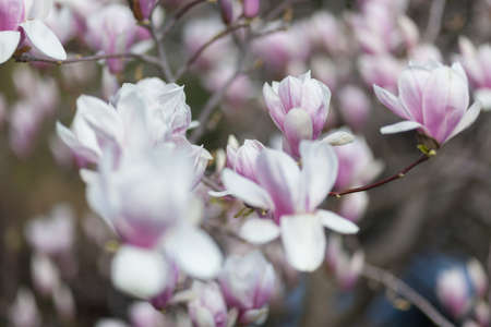 Natural spring flower, blooming beauty flowers, many flowersの写真素材