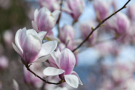 Natural spring flower, blooming beauty flowers, many flowersの写真素材
