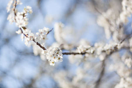 Natural spring flower, blooming beauty flowers, many flowersの写真素材