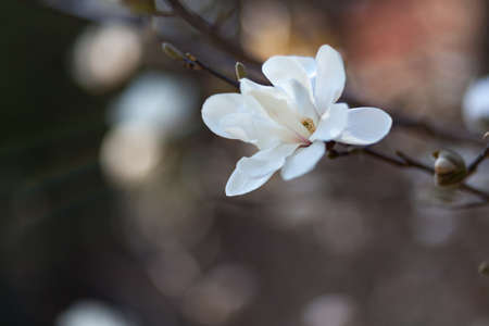 Natural spring flower, blooming beauty flowers, many flowersの写真素材
