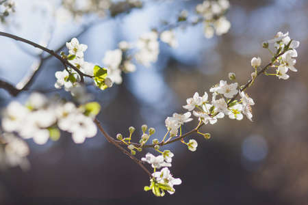 Natural spring flower, blooming beauty flowers, many flowersの写真素材