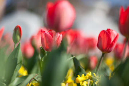 Natural spring flower, blooming beauty flowers red tulipの写真素材