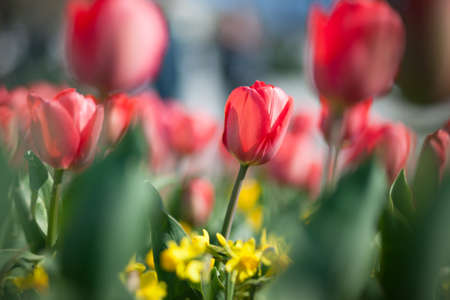 Natural spring flower, blooming beauty flowers red tulipの写真素材