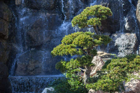 Natural park backgorund, fresh green spring bacgroundの写真素材