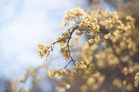 Natural spring flower, many blooming beauty flowersの写真素材