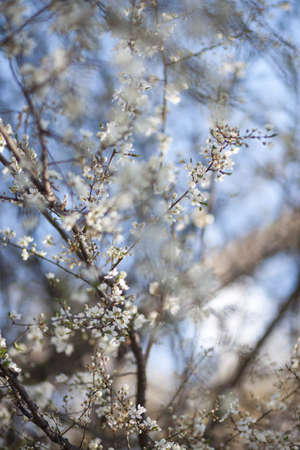 Natural spring flower, blooming beauty flowers, many flowersの写真素材