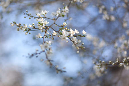 Natural spring flower, blooming beauty flowers, many flowersの写真素材