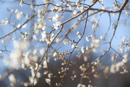 Natural spring flower, blooming beauty flowers, many flowersの写真素材