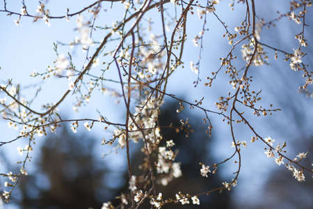 Natural spring flower, blooming beauty flowers, many flowersの写真素材