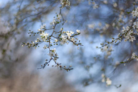Natural spring flower, blooming beauty flowers, many flowersの写真素材