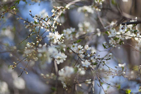 Natural spring flower, blooming beauty flowers, many flowersの写真素材